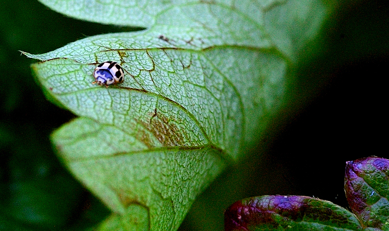 Blue Lady Bird 