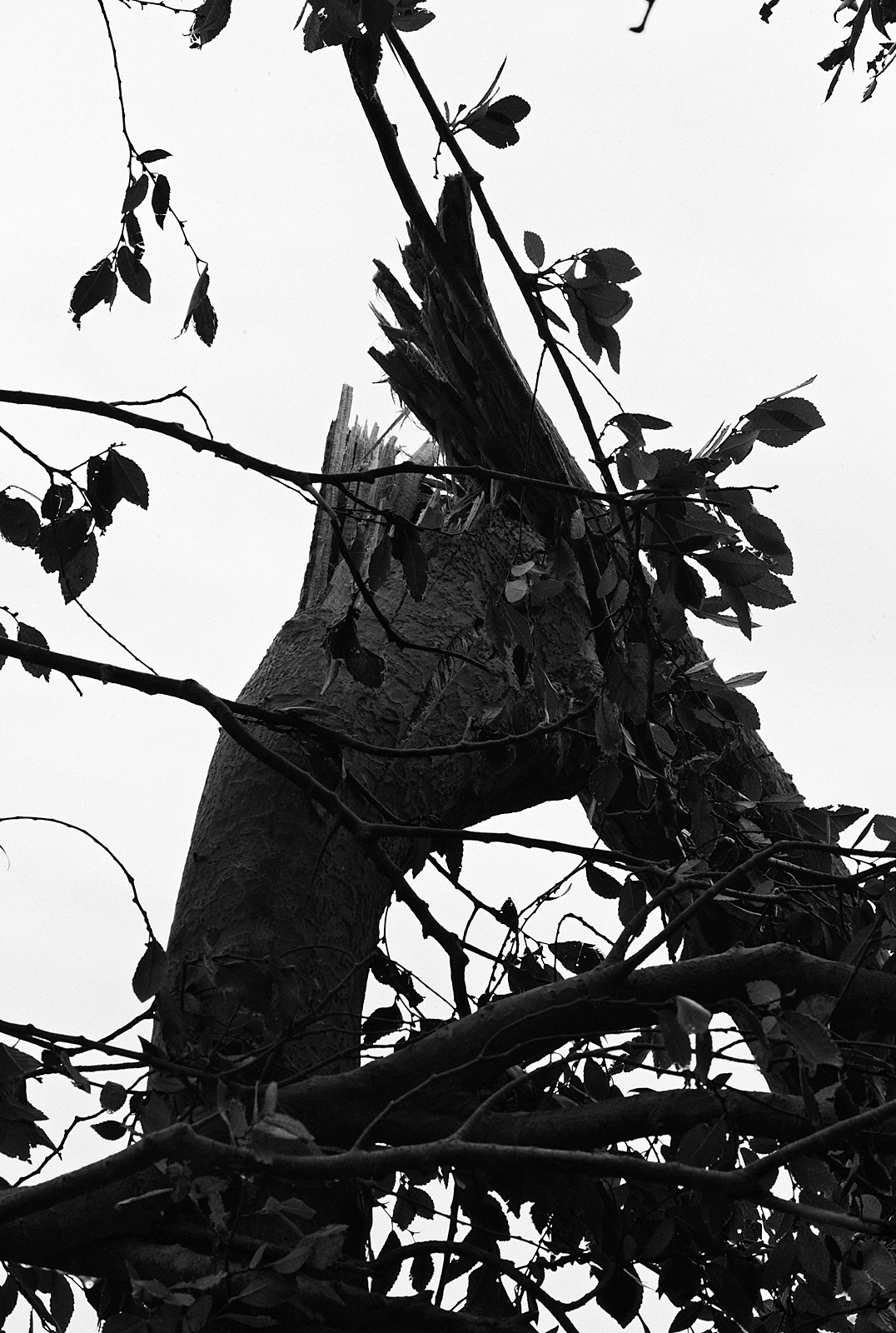 tree front of house post Ike 01 bw