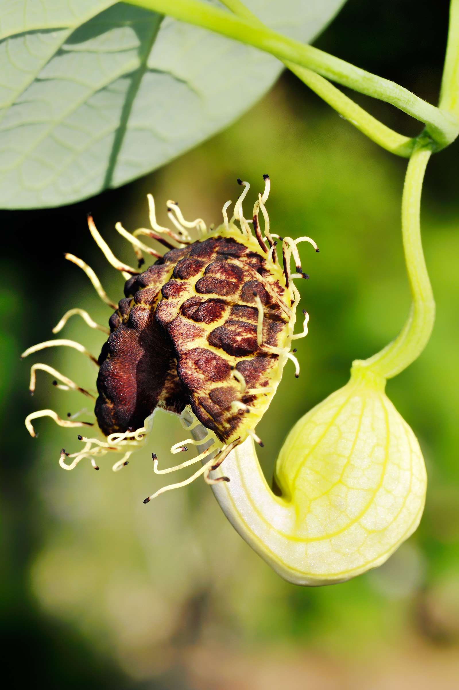Dutchmans Pipevine 01