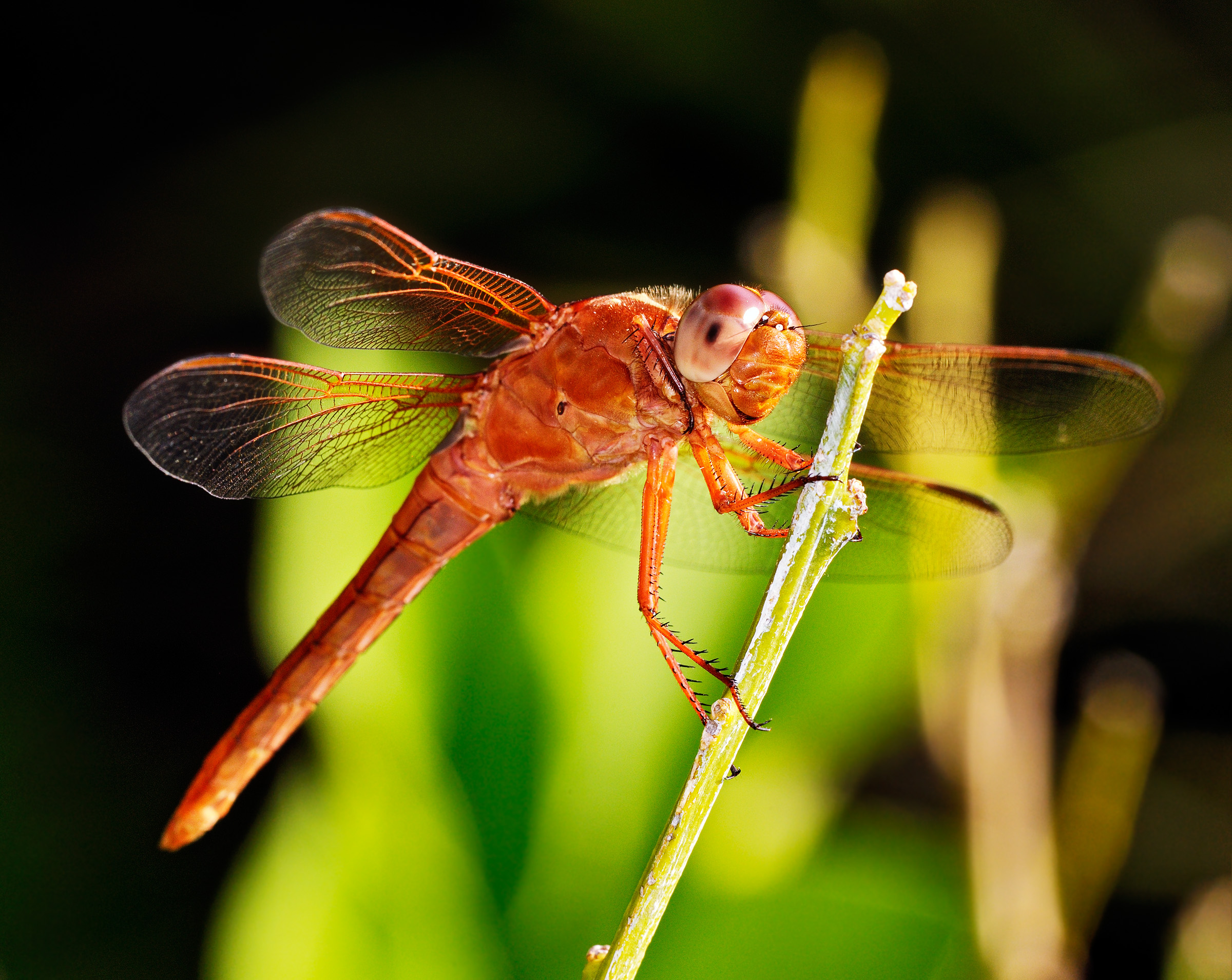 flame skimmer 12
