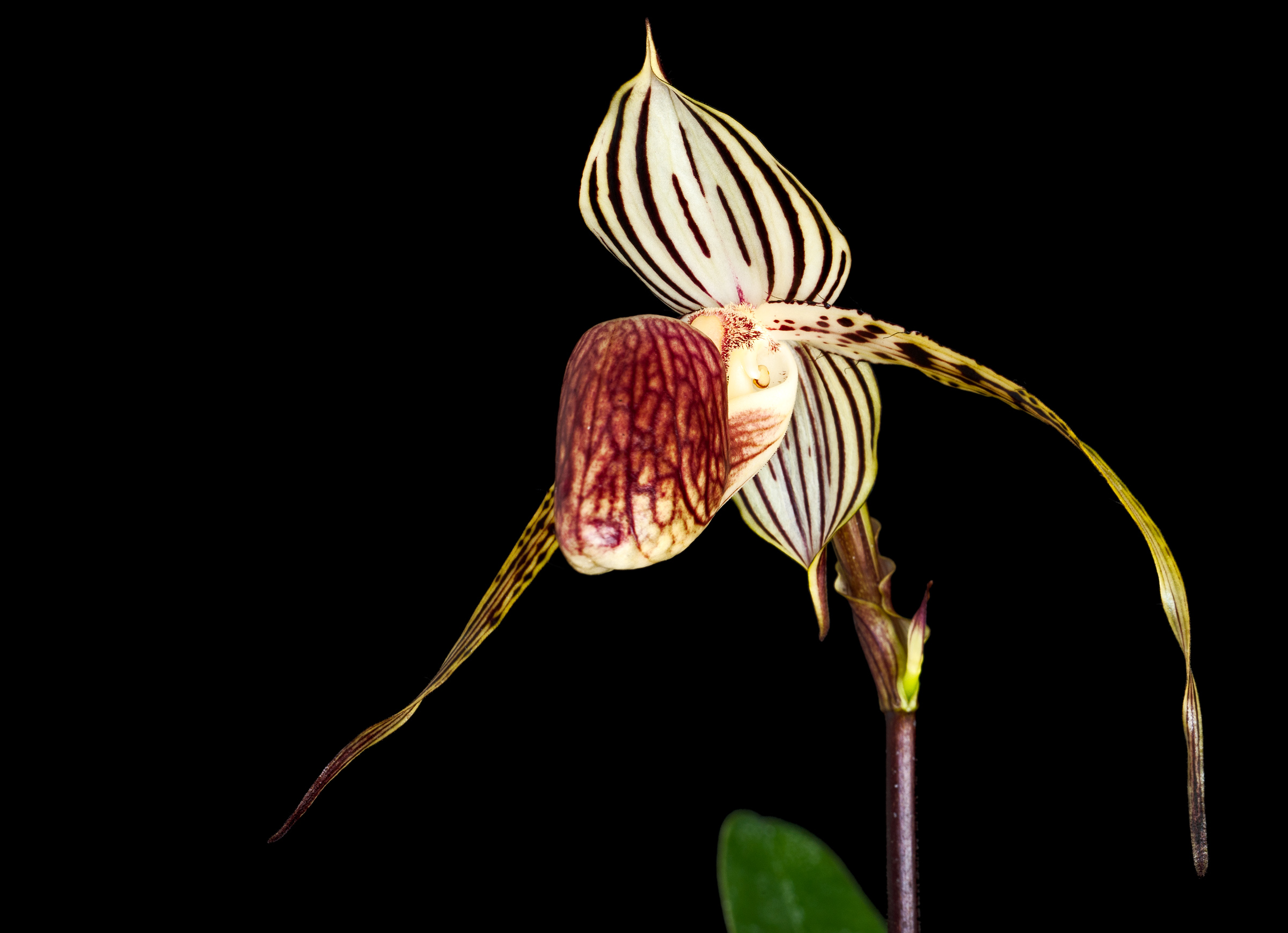 paph Lady Isabel L
