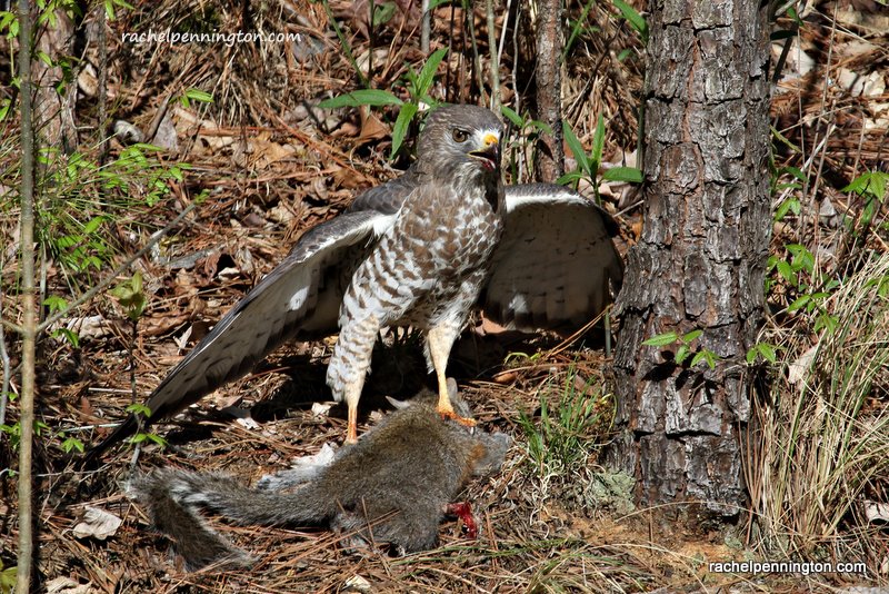 Broad-winged Hawk