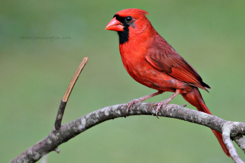 Northern Cardinal