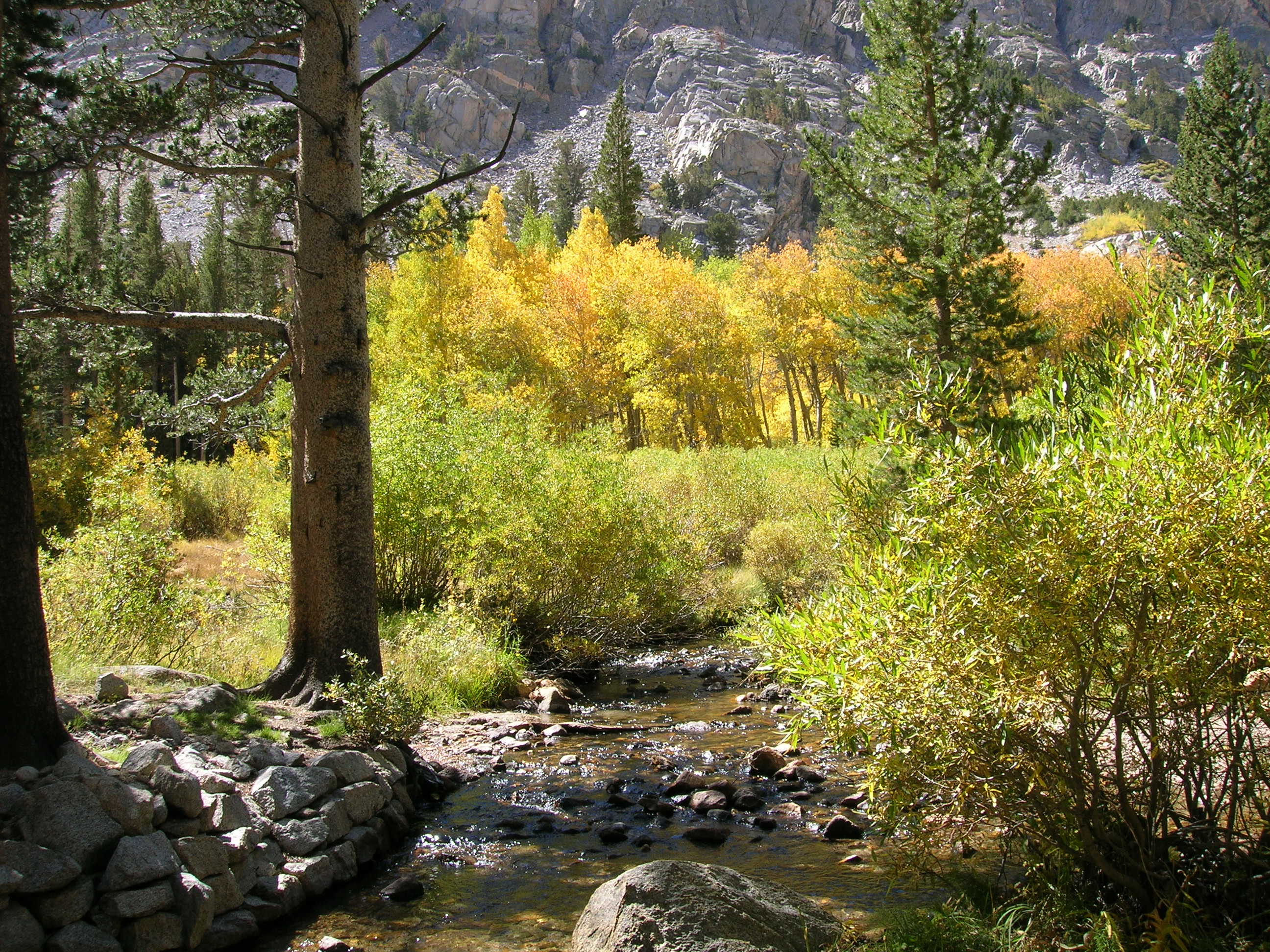 Bishop Creek Aspens