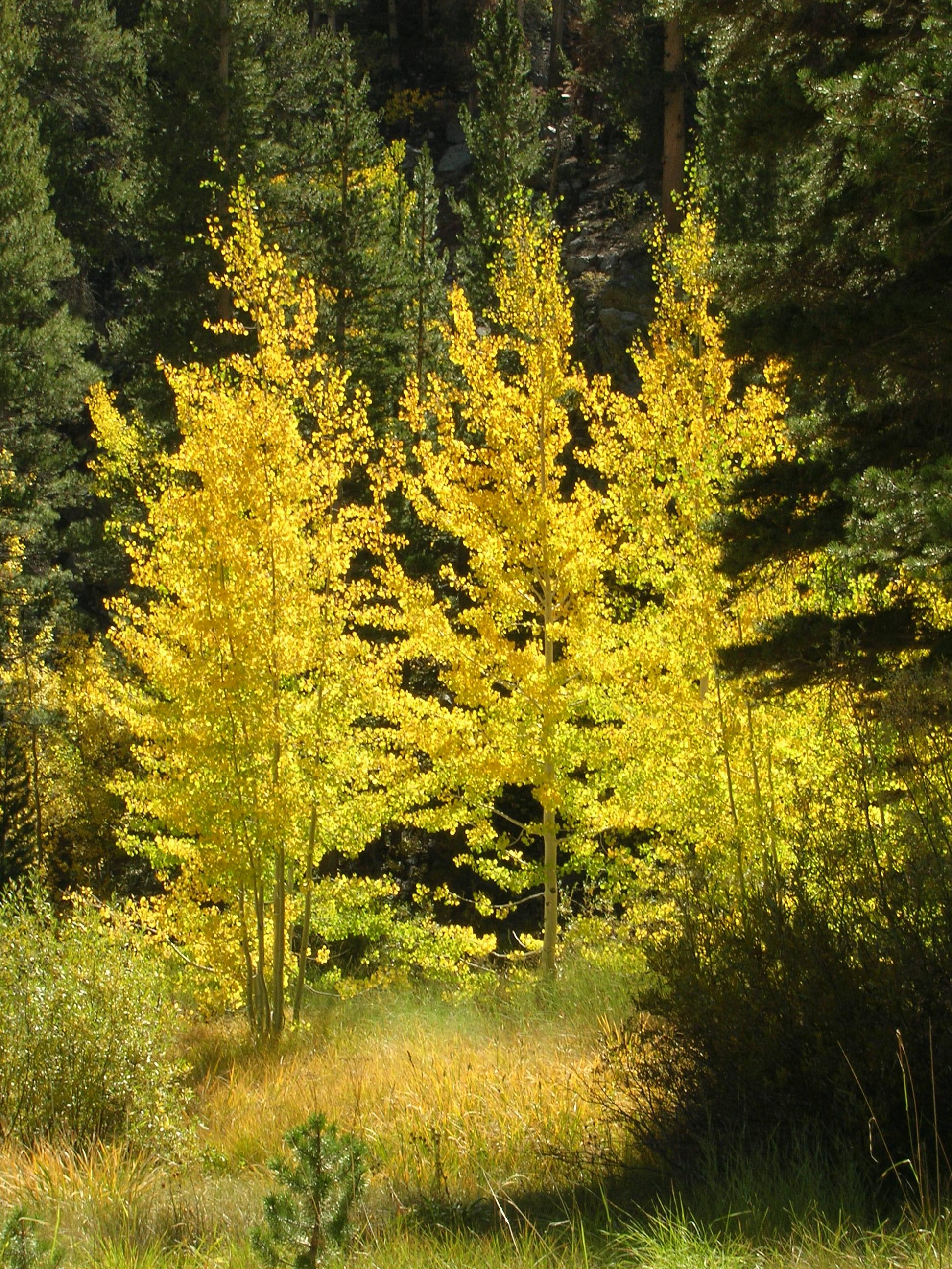 North Lake Campground
