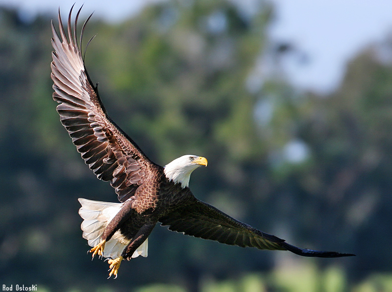 rodeagle1.jpg