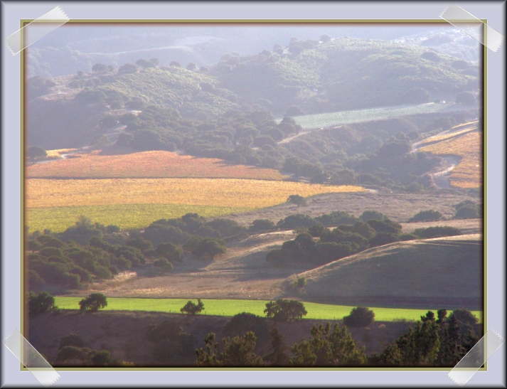 Wine Country