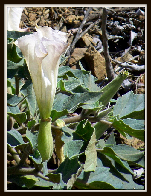 Fluted Beauty