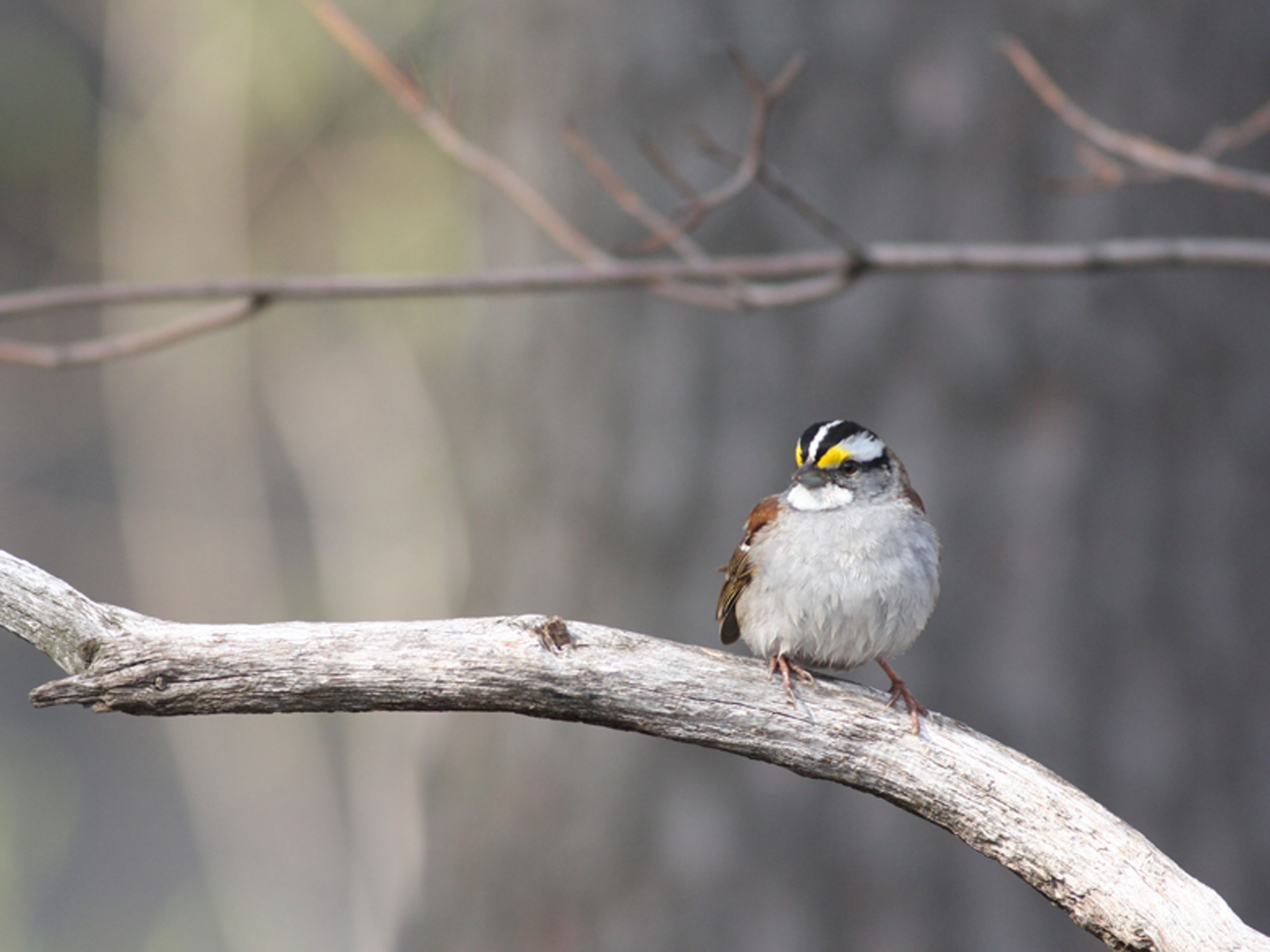 White throated sparrow