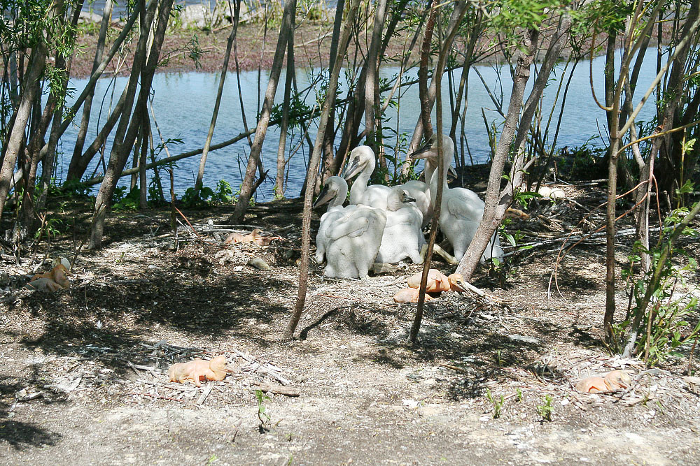 Pod, nests and eggs.