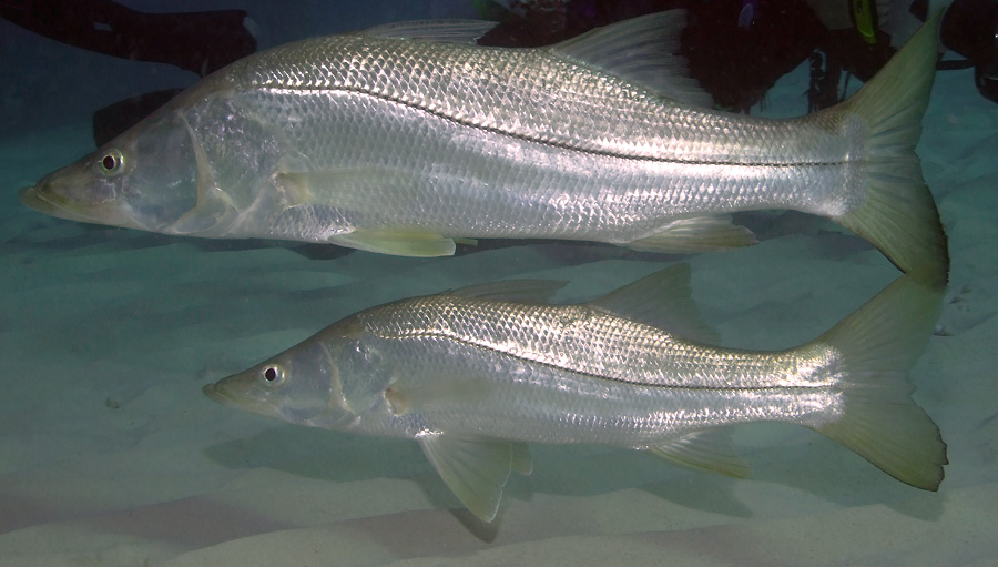 Snook