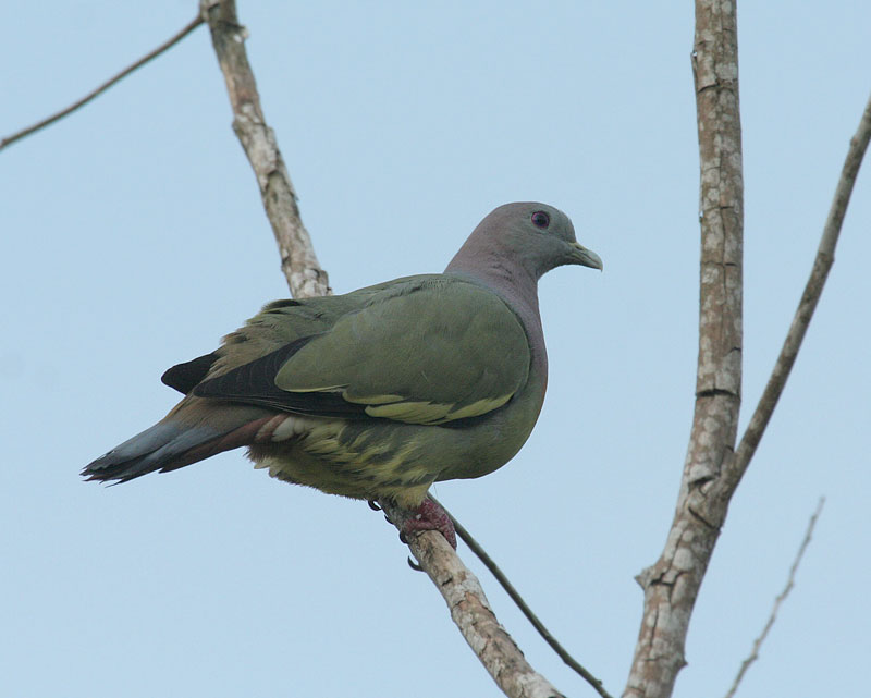 Pink-necked Pigeon, female