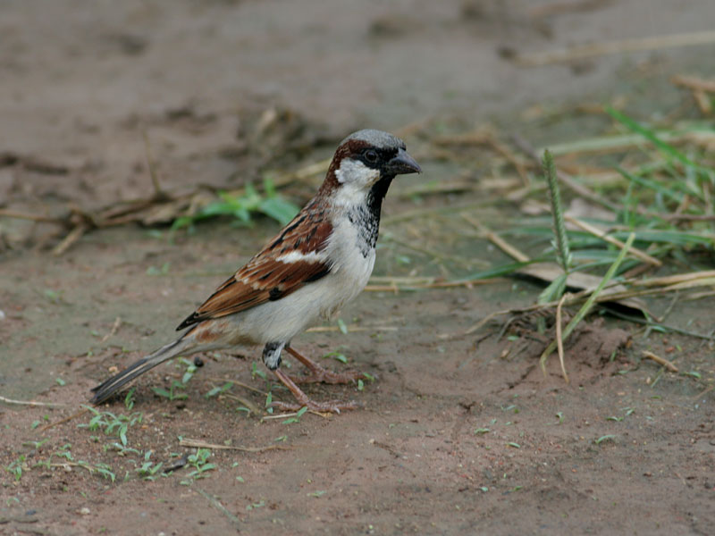 House Sparrow