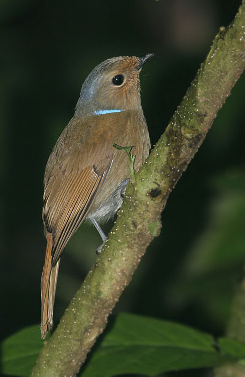 Large Niltava, female