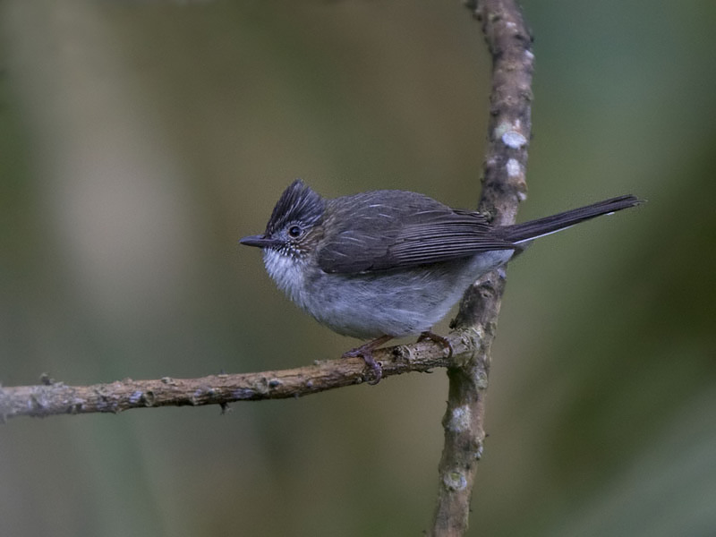 Striated Yuhinna