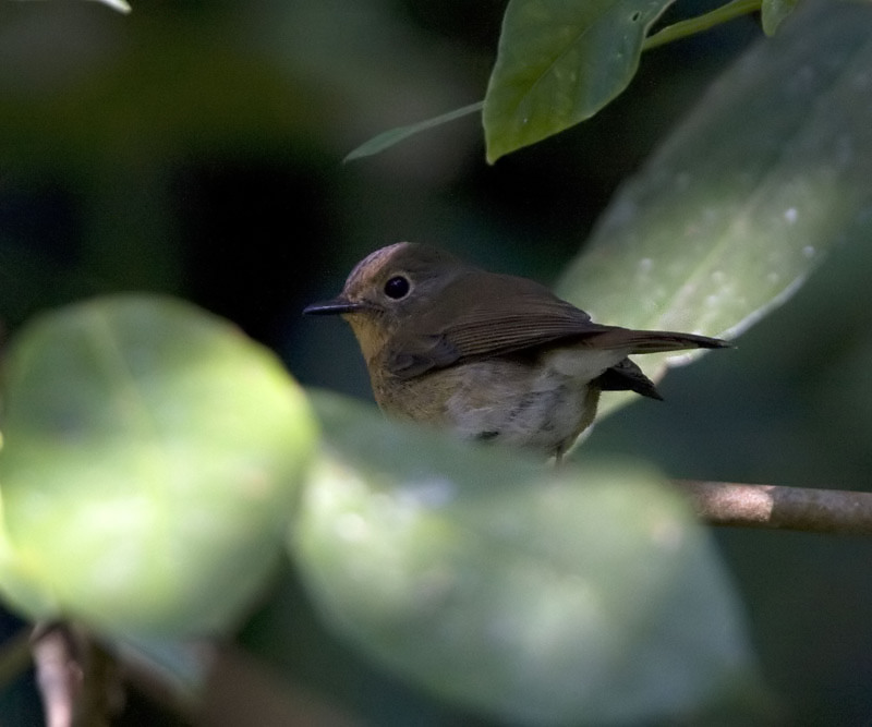 Hill Blue Flycatcher, female