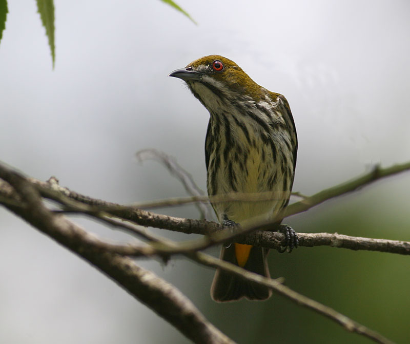 Yellow-vented Flowerpecker