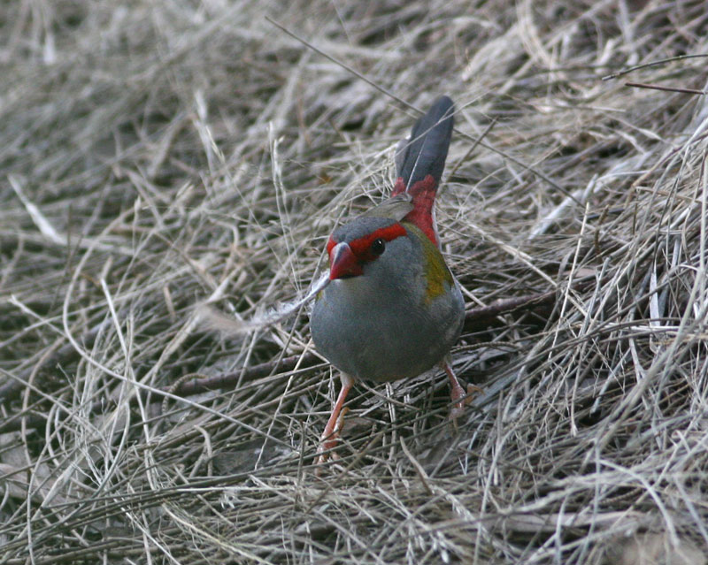 Red-browed Firetail