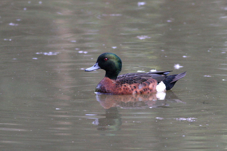 Chestnut Teal