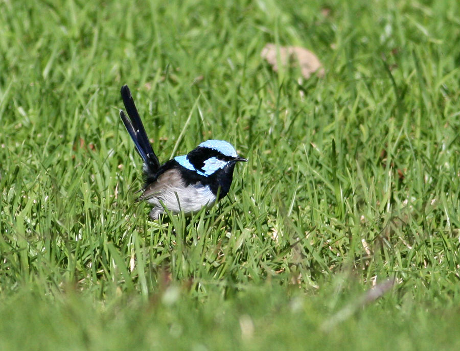 Superb Blue Wren