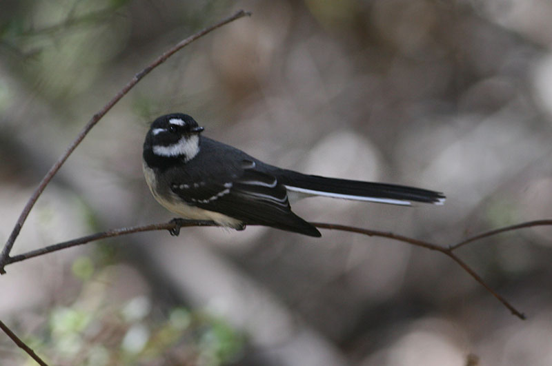 Grey Fantail