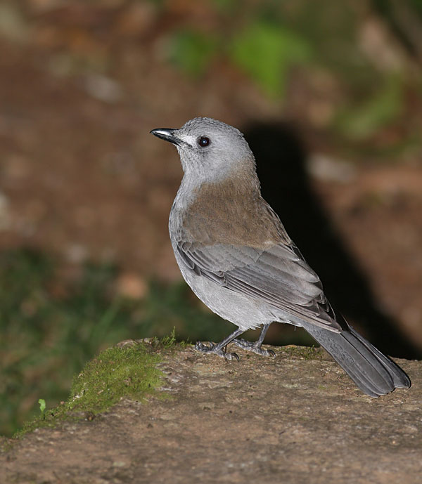 Grey Shrike Thrush