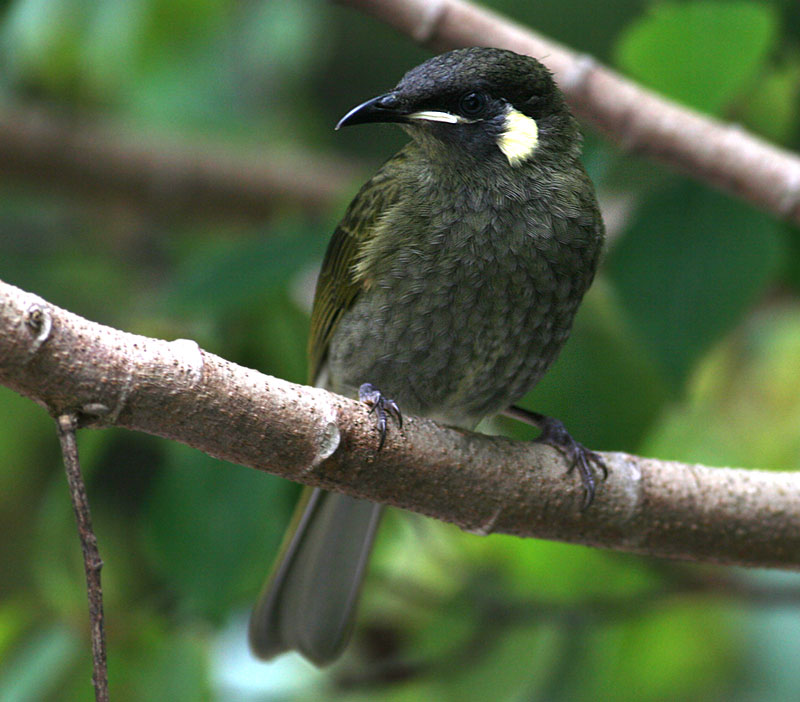 Lewins Honeyeater