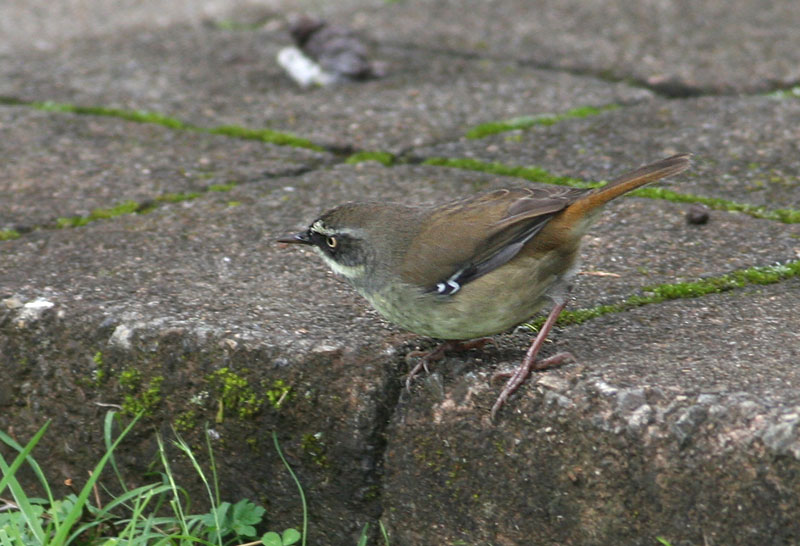 White-browed Scrub-Wrein