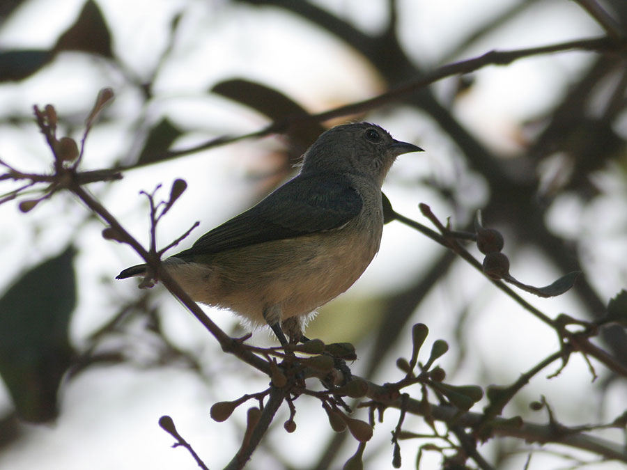 Plain Flowerpecker