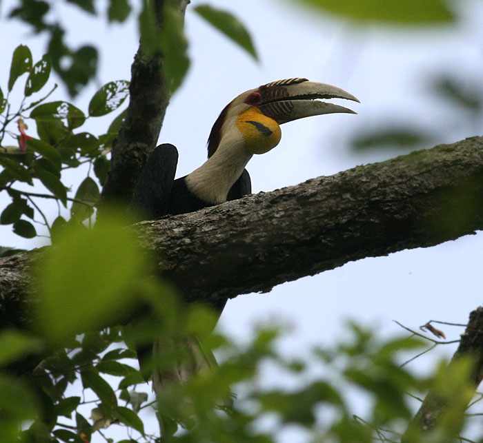 Wreathed Hornbill, adult male