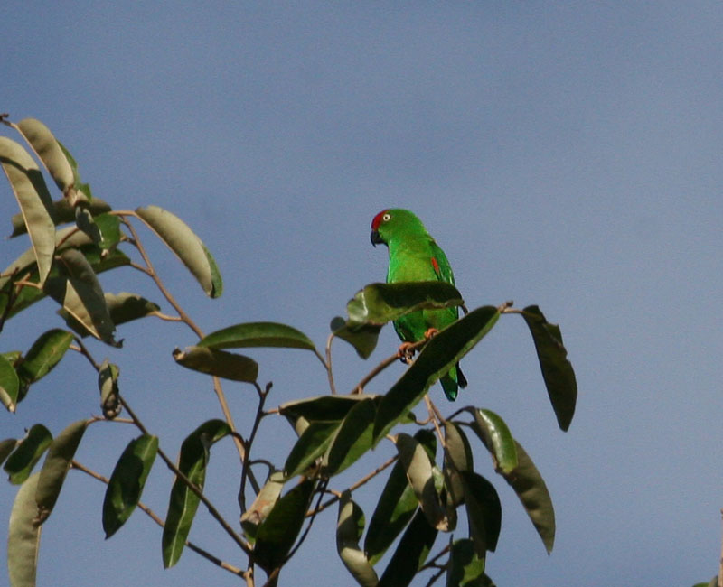 Sulawesi Great Hanging Parrot