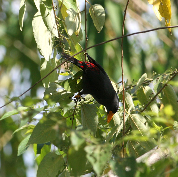 Grosbeak Starling