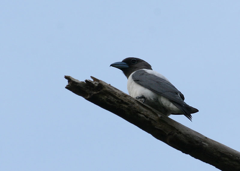 Ivory-backed Wood Swallow