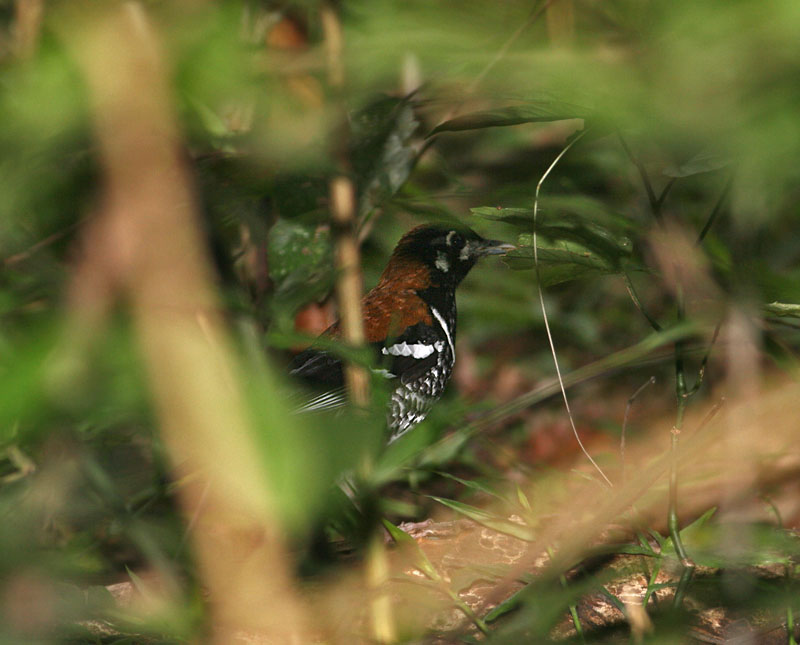 Red-backed Thrush