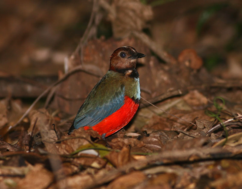 Sulawesi Pitta (Erythropitta celebensis) 