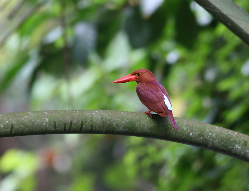 Ruddy Kingfisher