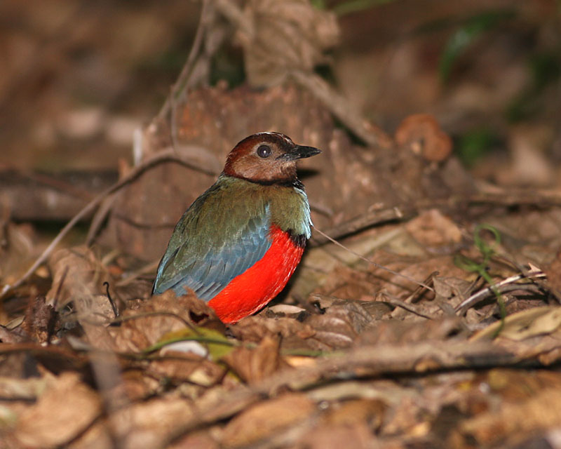 Sulawesi Pitta (Erythropitta celebensis) 