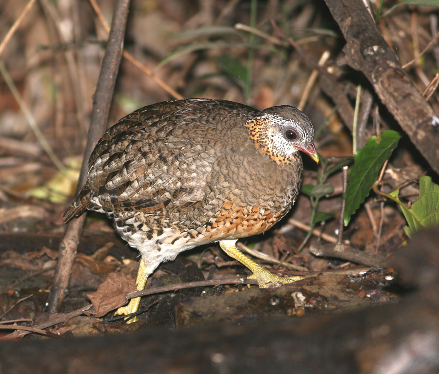 Scaly-breasted Partridge