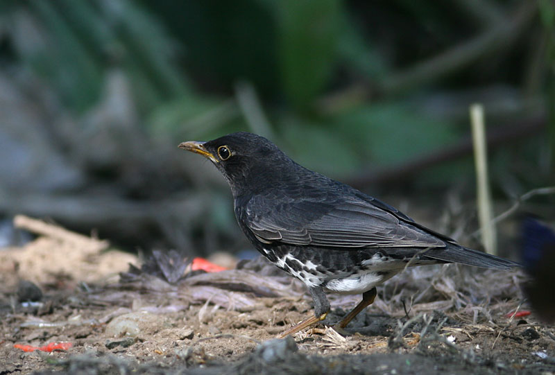 Japanese Thrush