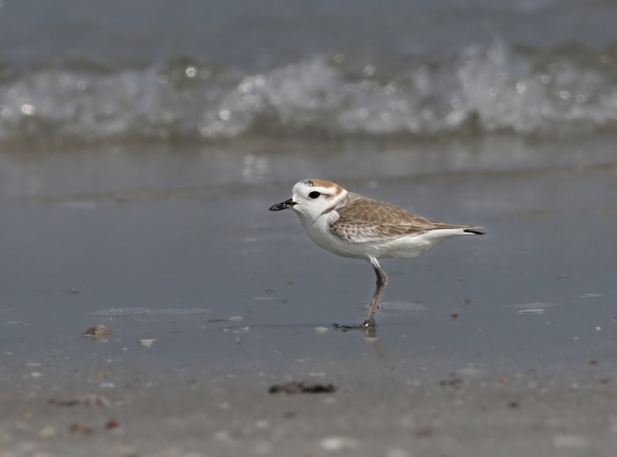 White-faced Plover