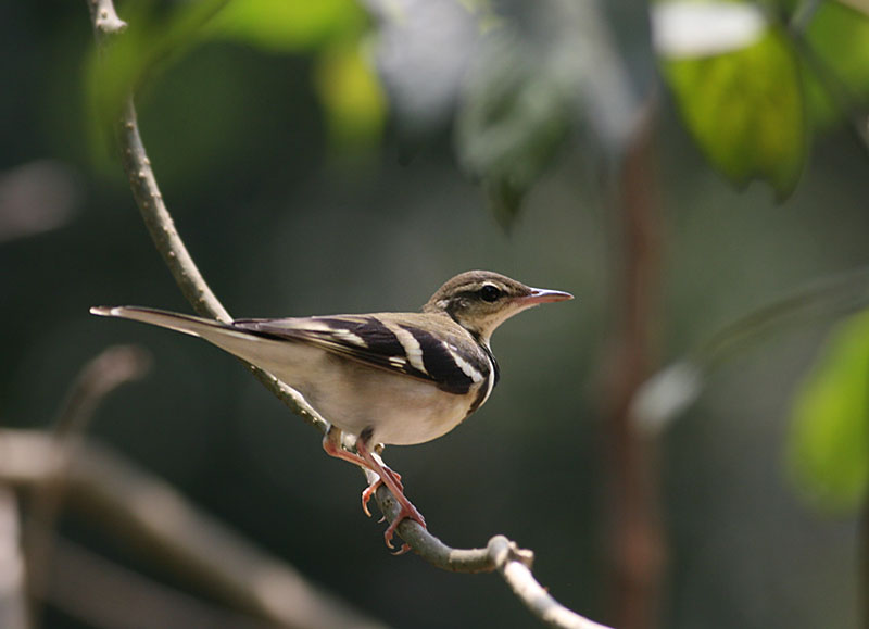 Forest Wagtail