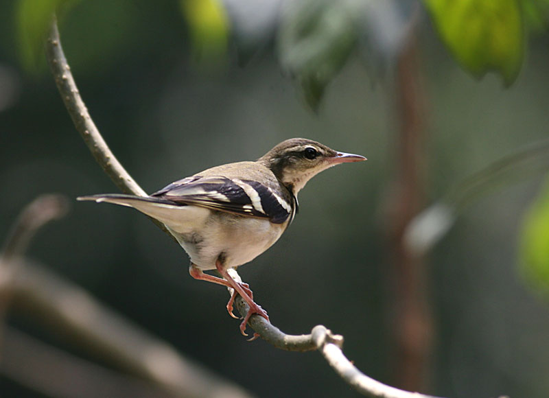 Forest Wagtail