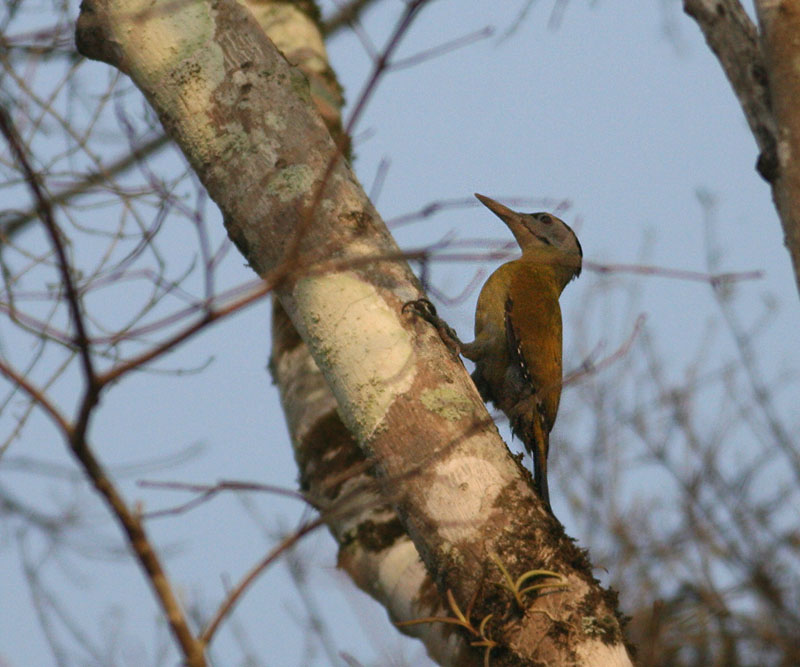 Grey-headed Woodpecker, female