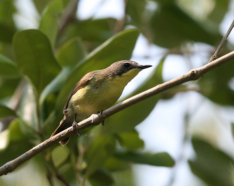 Golden-bellied Gerygone