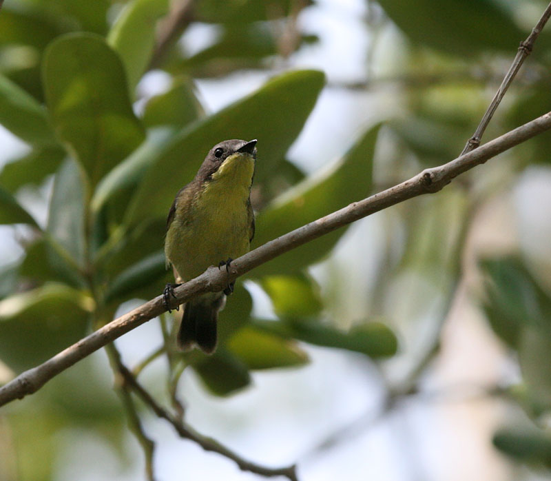 Golden-bellied Gerygone