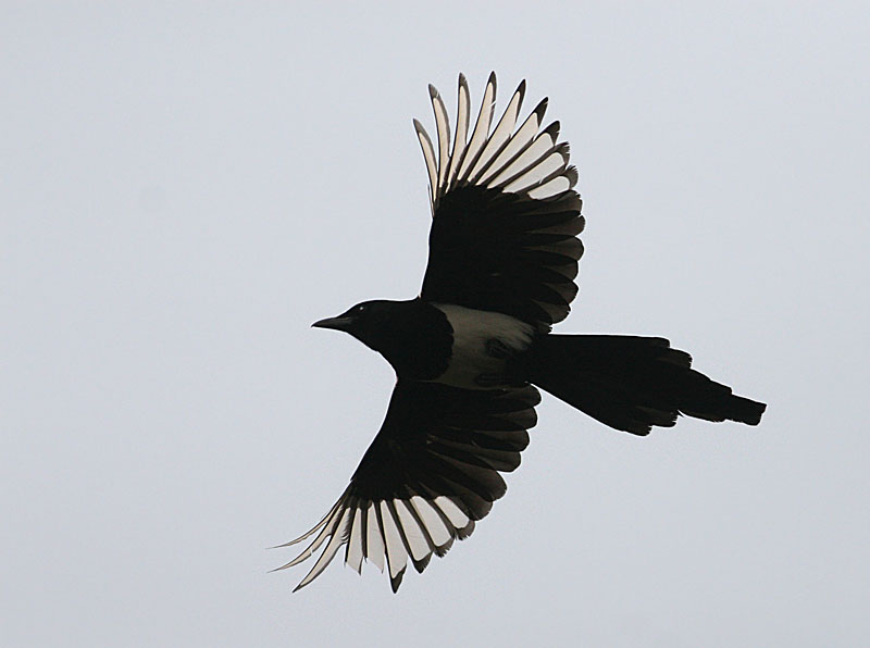 Black-billed Magpie