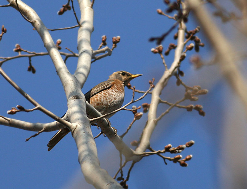 Dusky Thrush (Naumanns Thrush)