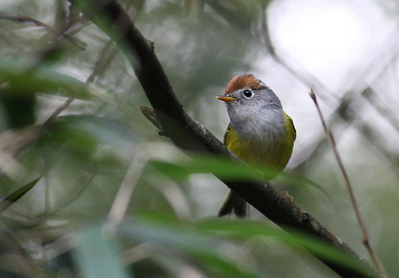 Chestnut-crowned Warbler