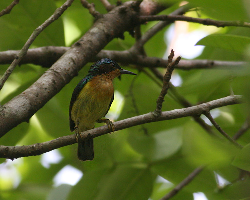 Ruby-cheeked Sunbird