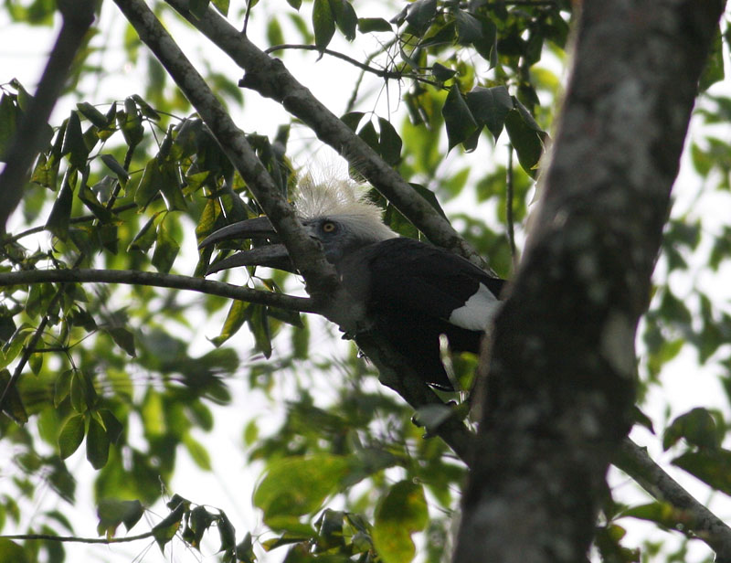 White-crowned Hornbill